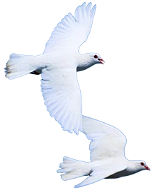 Pair of white doves flying with outstretched wings